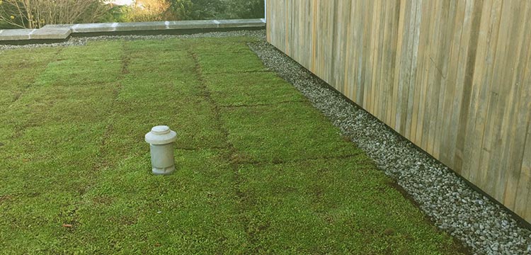 Green Roof on Apartment Block, Stillorgan