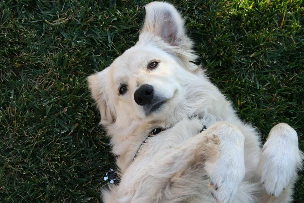 dog owner - artificial grass