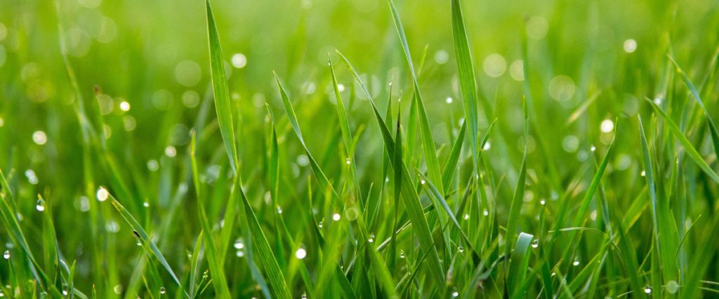 Artificial Grass: A Worthwhile Investment?